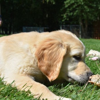 chiot Golden retriever Rio élevage du Fond de la Noye