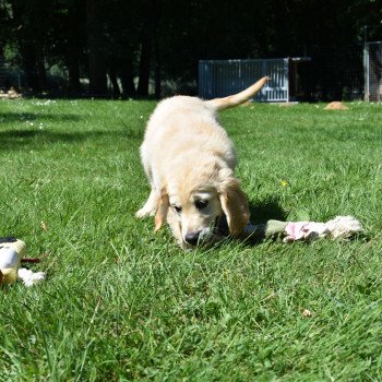 chiot Golden retriever Rio élevage du Fond de la Noye