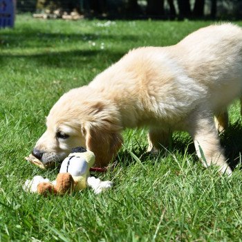 chiot Golden retriever Rio élevage du Fond de la Noye