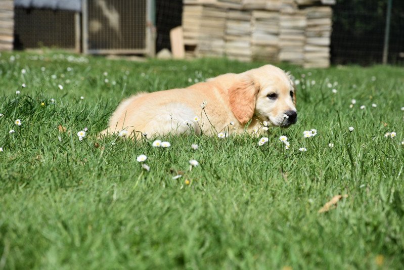 Rio du Fond de la Noye Mâle Golden retriever