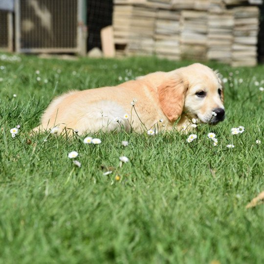 Rio du Fond de la Noye Mâle Golden retriever