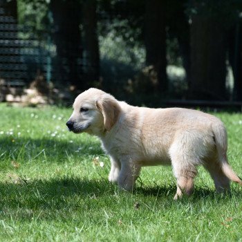 chiot Golden retriever Rio élevage du Fond de la Noye chiot Golden retriever Rio élevage du Fond de la Noye