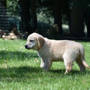 chiot Golden retriever Rio élevage du Fond de la Noye