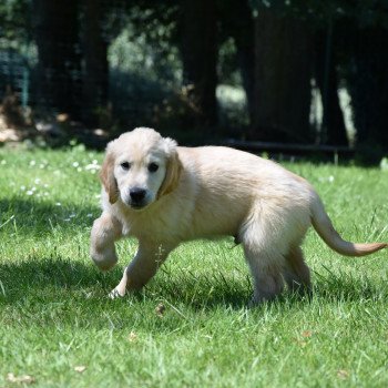 chiot Golden retriever Rio élevage du Fond de la Noye chiot Golden retriever Rio élevage du Fond de la Noye