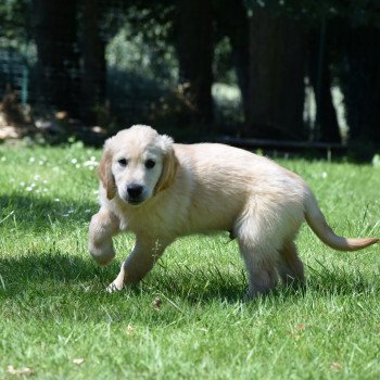 chiot Golden retriever Rio élevage du Fond de la Noye