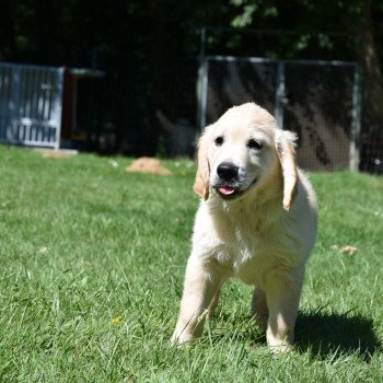 chiot Golden retriever Rio élevage du Fond de la Noye chiot Golden retriever Rio élevage du Fond de la Noye
