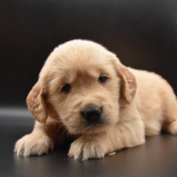 chiot Golden retriever Collier rose élevage du Fond de la Noye