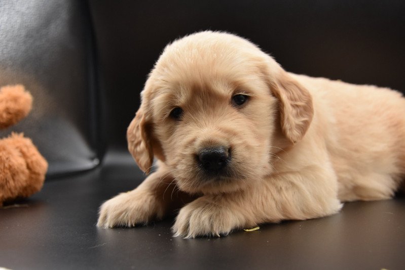 Rhodésie du Fond de la Noye Femelle Golden retriever