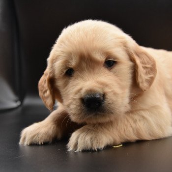 chiot Golden retriever Collier rose élevage du Fond de la Noye