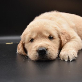 chiot Golden retriever Collier rose élevage du Fond de la Noye