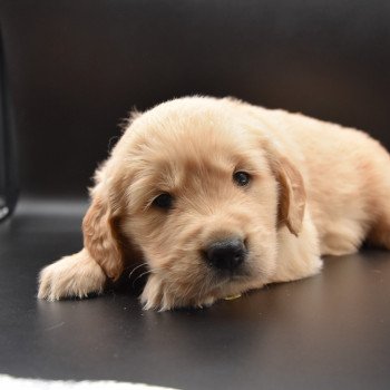 chiot Golden retriever Collier rose élevage du Fond de la Noye chiot Golden retriever Collier rose élevage du Fond de la Noye