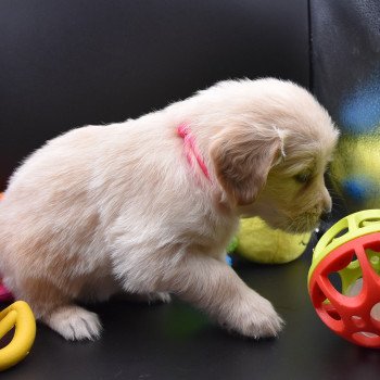 chiot Golden retriever Collier rose fluo élevage du Fond de la Noye