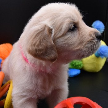 chiot Golden retriever Collier rose fluo élevage du Fond de la Noye