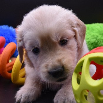 chiot Golden retriever Collier rose fluo élevage du Fond de la Noye chiot Golden retriever Collier rose fluo élevage du Fond de la Noye