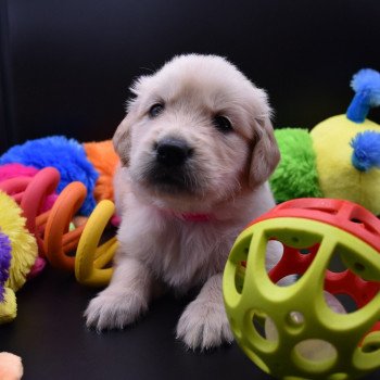 chiot Golden retriever Collier rose fluo élevage du Fond de la Noye