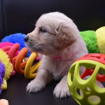 chiot Golden retriever Collier rose fluo élevage du Fond de la Noye