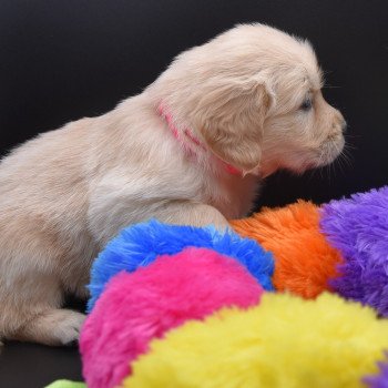 chiot Golden retriever Collier rose fluo élevage du Fond de la Noye