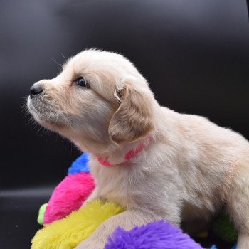 chiot Golden retriever Collier rose fluo élevage du Fond de la Noye