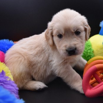 chiot Golden retriever Collier rose fluo élevage du Fond de la Noye