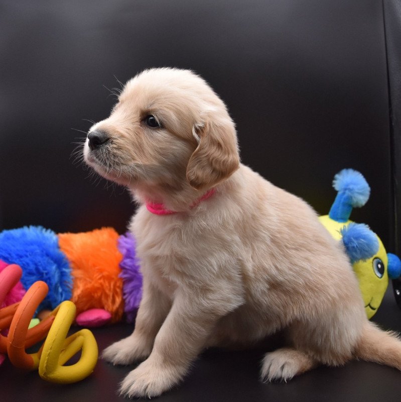 Rose du Fond de la Noye Femelle Golden retriever