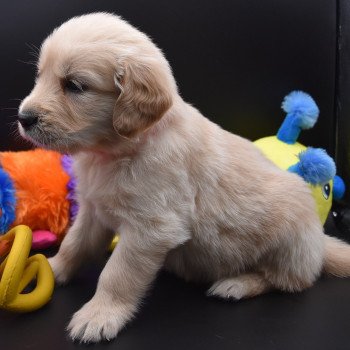 chiot Golden retriever Collier rose fluo élevage du Fond de la Noye