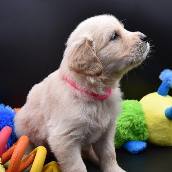 chiot Golden retriever Collier rose fluo élevage du Fond de la Noye