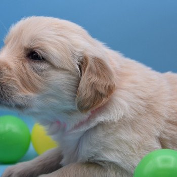 chiot Golden retriever Collier rose élevage du Fond de la Noye