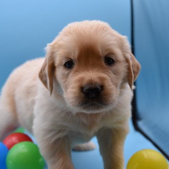 chiot Golden retriever Collier rose élevage du Fond de la Noye