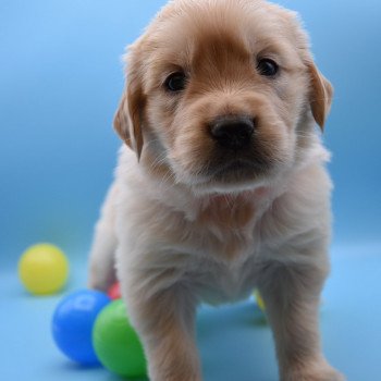 chiot Golden retriever Collier rose élevage du Fond de la Noye