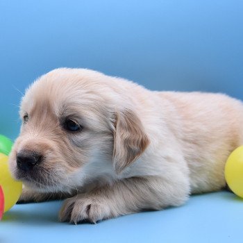 chiot Golden retriever Collier rose élevage du Fond de la Noye