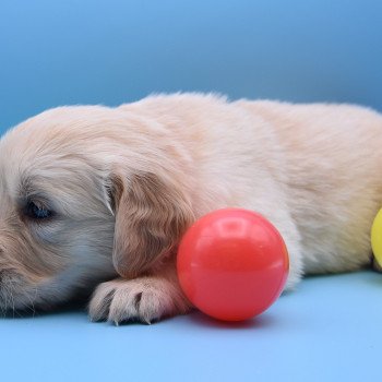 chiot Golden retriever Collier rose élevage du Fond de la Noye