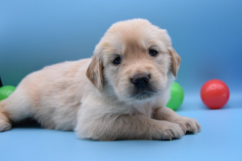 R'Mia du Fond de la Noye Femelle Golden retriever R'Mia du Fond de la Noye Femelle Golden retriever