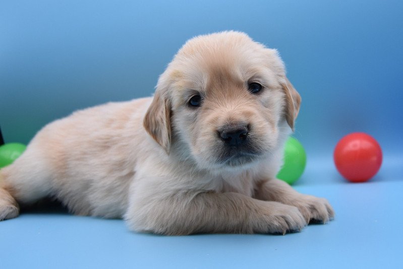 R'Mia du Fond de la Noye Femelle Golden retriever