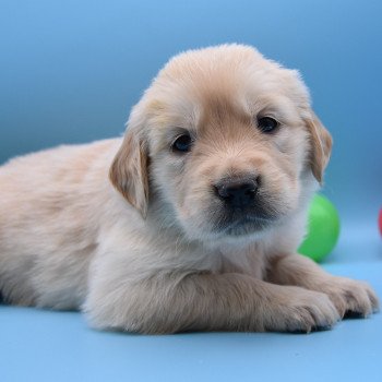 chiot Golden retriever Collier rose élevage du Fond de la Noye