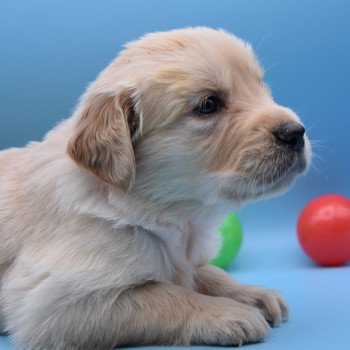 chiot Golden retriever Collier rose élevage du Fond de la Noye