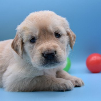 chiot Golden retriever Collier rose élevage du Fond de la Noye