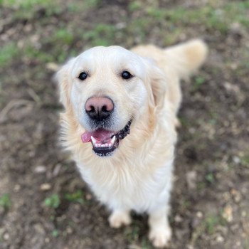 chien Golden retriever Rosalie élevage du Fond de la Noye