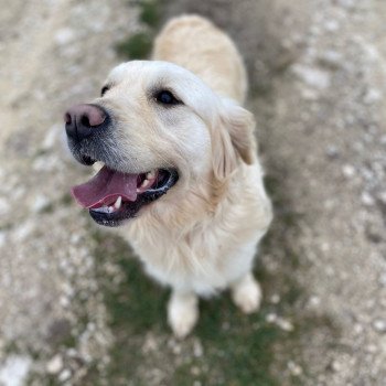 chien Golden retriever Rosalie élevage du Fond de la Noye