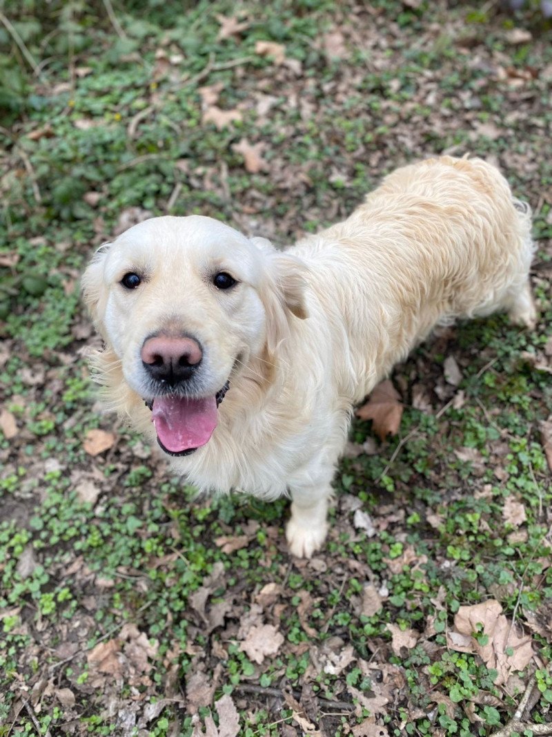 Rosalie du Fond de la Noye Femelle Golden retriever