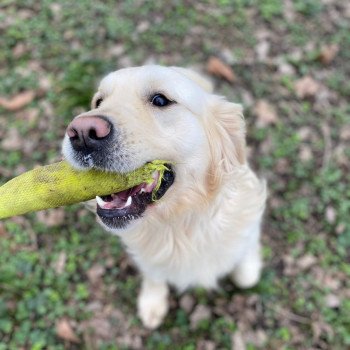 chien Golden retriever Rosalie élevage du Fond de la Noye