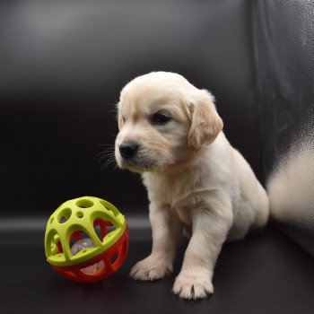 chiot Golden retriever sable Collier rouge élevage du Fond de la Noye