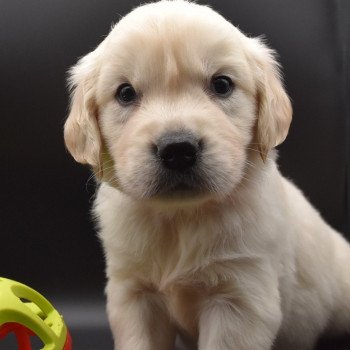 chiot Golden retriever sable Collier rouge élevage du Fond de la Noye