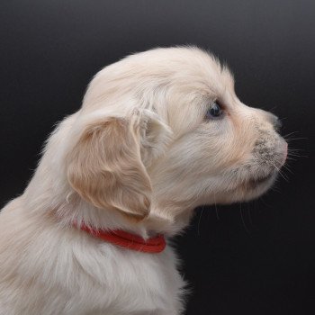 chiot Golden retriever sable Collier rouge élevage du Fond de la Noye