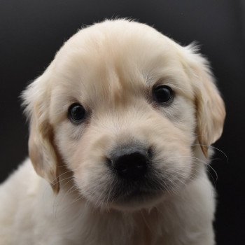 chiot Golden retriever sable Collier rouge élevage du Fond de la Noye