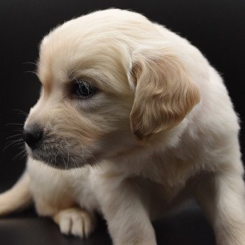 chiot Golden retriever sable Collier rouge élevage du Fond de la Noye