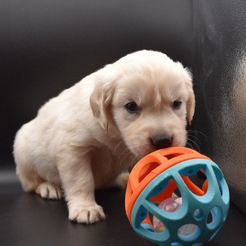 chiot Golden retriever sable Collier rouge élevage du Fond de la Noye