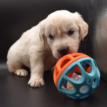 chiot Golden retriever sable Collier rouge élevage du Fond de la Noye