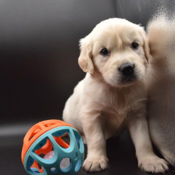 chiot Golden retriever sable Collier rouge élevage du Fond de la Noye