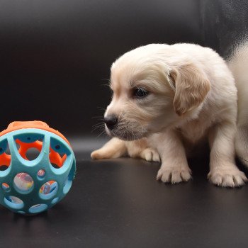 chiot Golden retriever sable Collier rouge élevage du Fond de la Noye