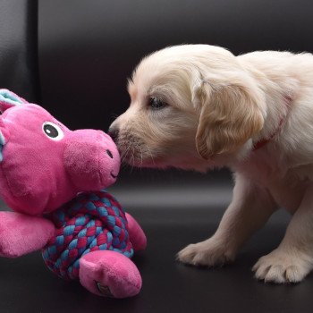 chiot Golden retriever sable Collier rouge élevage du Fond de la Noye